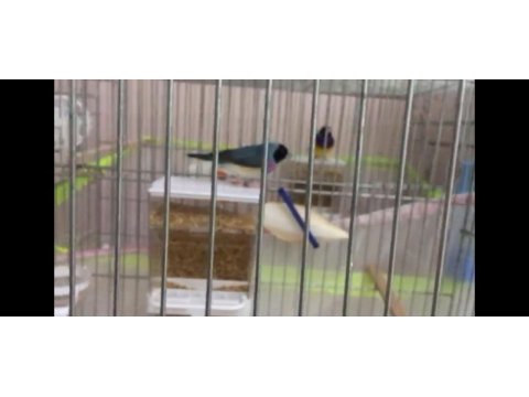 Mavi ve sarı goldian finch takımlar