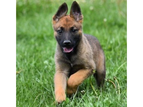 Bodyguard maskeli belçika kurdu yavrularım
