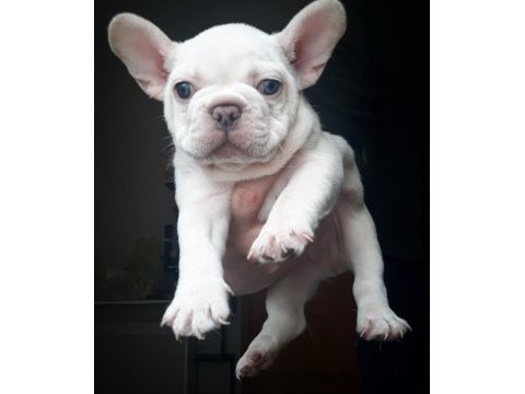 Nadir bulanan renkler egzotik tür french bulldog