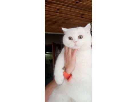 O bir british longhair paşa