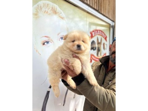 Chow chow bebeklerimiz