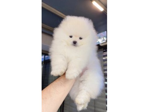 Pomeranian boo köpeği
