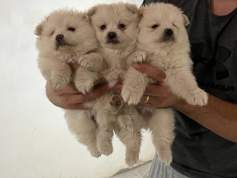 Pomeranian yavrularımız oyuncak değil gerçek