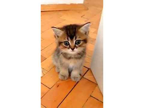 Güzeller güzeli british shorthair bebekler