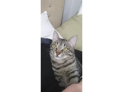 Tekir sahiplendirme yuva arıyoruz