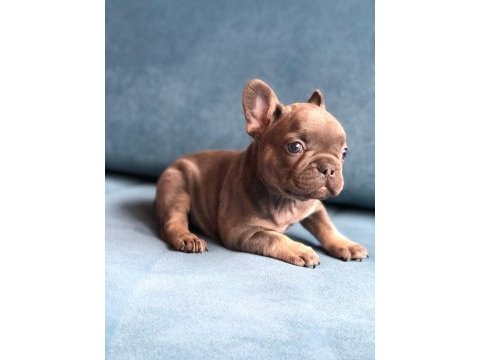 Blue french bulldog yavrularımız