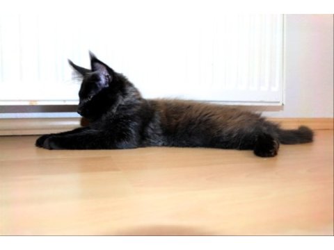 Safkan şecereli maine coon oğlan