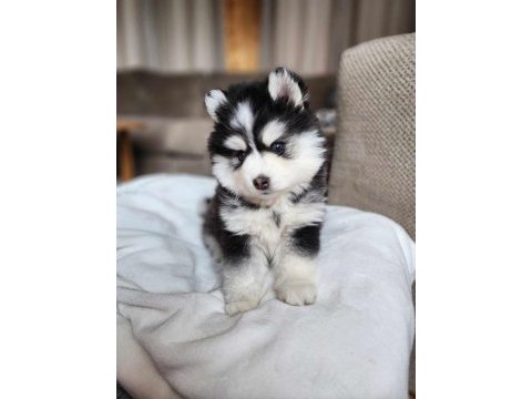 Husky mavi boncuklar gönülleri yakıyor
