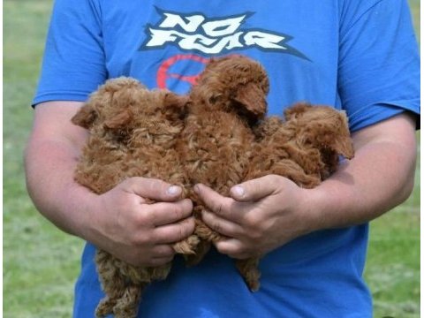 Toy poodle yavrular izmir