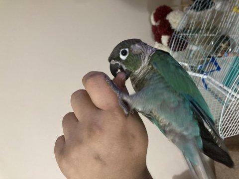 Konuşan oyun hamuru konur papağanı
