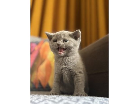 British shorthair beyaz ve lilac bebeklerime yuva arıyorum