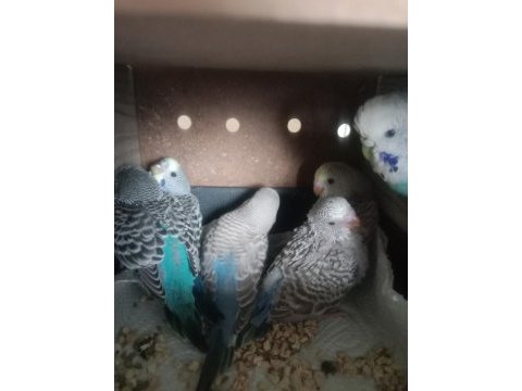 2 kere yavru vermiş damızlık muhabbet kuşu çifti