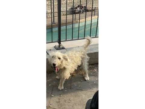 Sahiplendirilecek maltese terrier