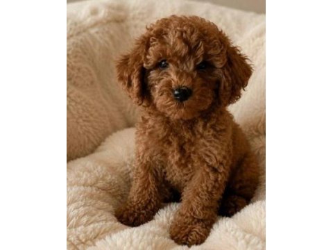 Yakısıklı poodle oğlanlar
