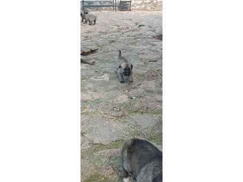 Orijinal kangal eniklerimiz yeni sahiplerini arıyor