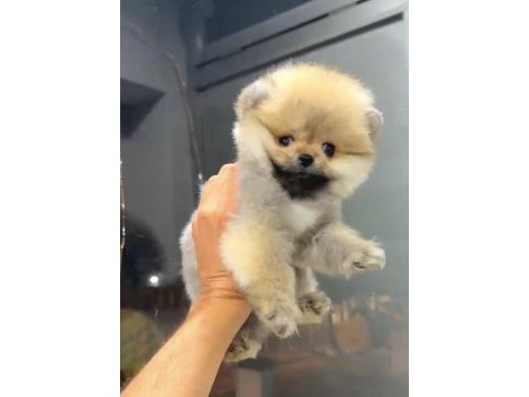 Orange dişi pomeranian boo