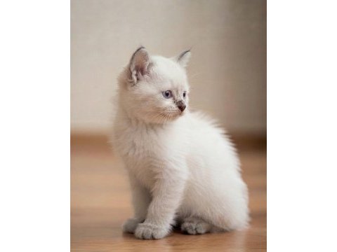Erkek blue point sevimli bebek kedimiz