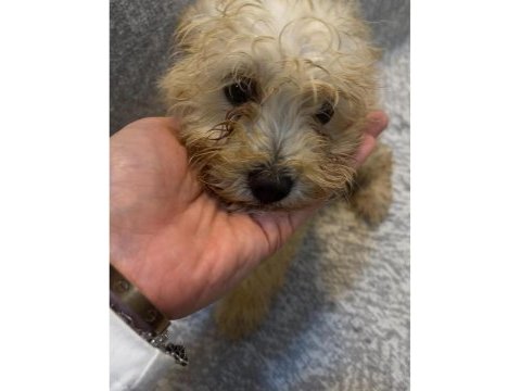 Minik maltipoo yavruları