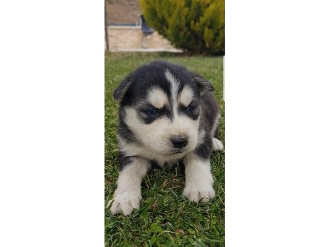 Maviş gözlü safkan husky minikler