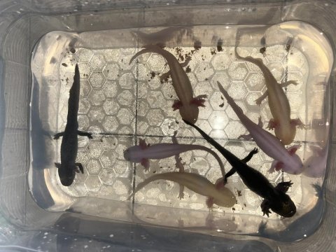 Axolotl semender 17-18 cm