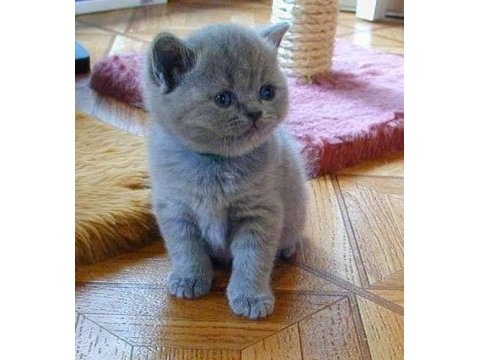 Scottish fold safkan yavrular