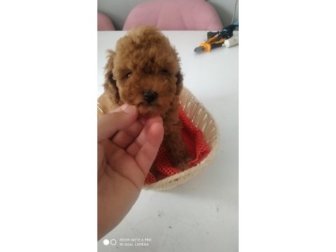 Poodle yavrular