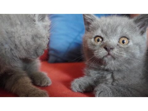 Safkan scottish fold yavrularımız