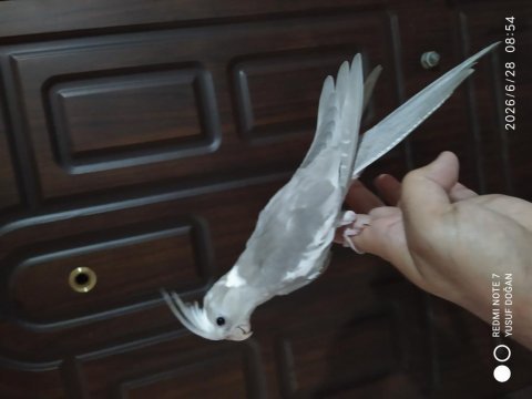 2 yavru sultan papağanı evcil