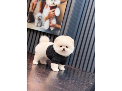 Sağlık ve ırk garantili pomeranian