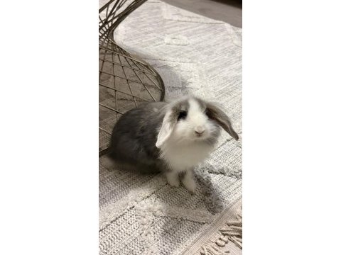 Sağlıklı bakımlı lop tavşanı 4 aylık