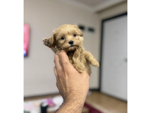 Micro teacup özel yavru