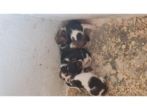 Beagle yavrularımız