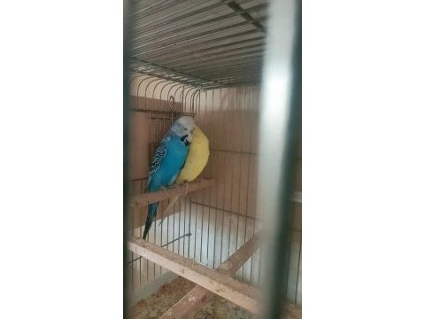 Uygun muhabbet kuşları