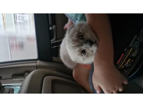 Scottish fold bebeğimi eşyaları ile sahiplendireceğim