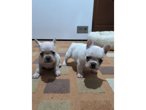 A kalite egzotik french bulldog yavrular