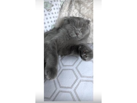 Scottish fold kedimi ücretsiz sahiplendirmek istiyorum
