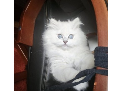 British longhair 4 aylık