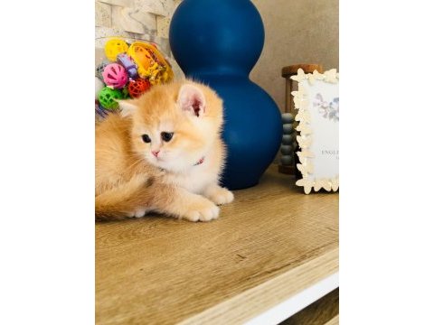 A kalite british shorthair gold yavrular