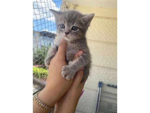 Scottish fold bebekler bebeği