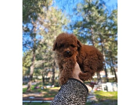 Türkiye'nin en büyük toy poodle çiftliğinden