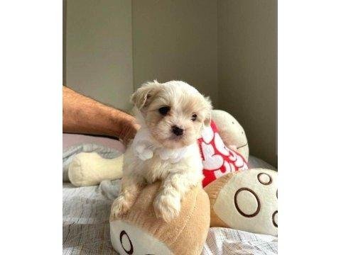 A kalite maltipoo bebeklerimiz