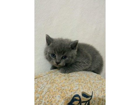 Renk renk british shorthair bebekler