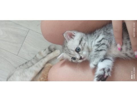 Scottish fold yavru