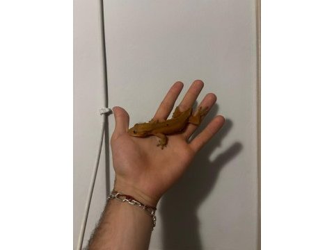 Crested gecko