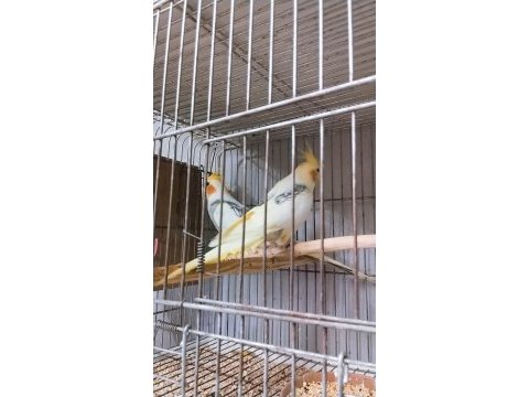 Rengarenk muhabbet kuşu türleri