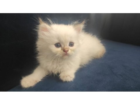 Full şecereli british longhair yavrular