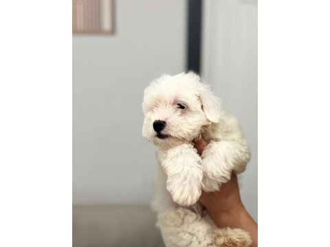 Orjinal maltese terier yavrumuz 