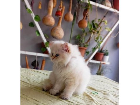 British longhair bebekler