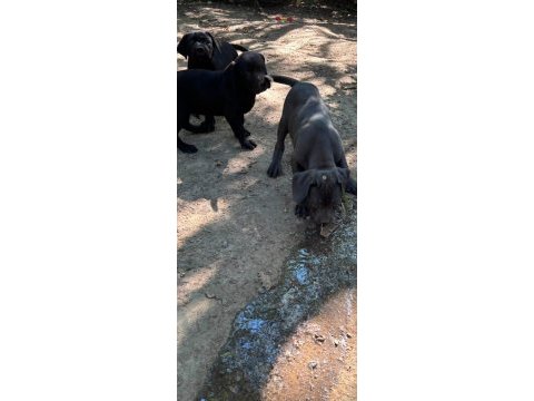 Orjinal cane corso yavru