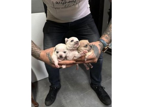 Orjinal chihuahua yavrular